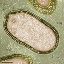 Pandoravirus