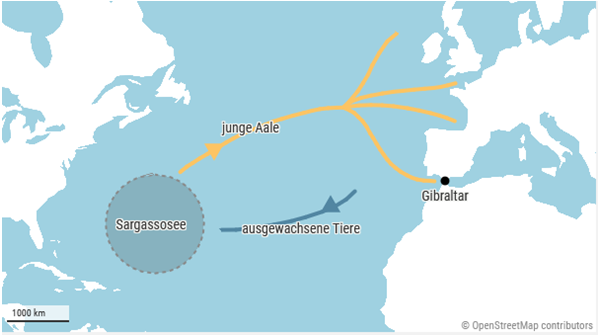 Die Wanderung der Aale 