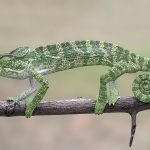 Indisches Chamäleon