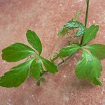 Kraut der Unsterblichkeit 