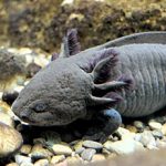 Axolotl