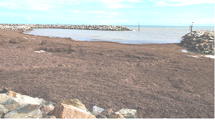 Ansammlung von P. australis 