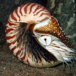 Nautilus