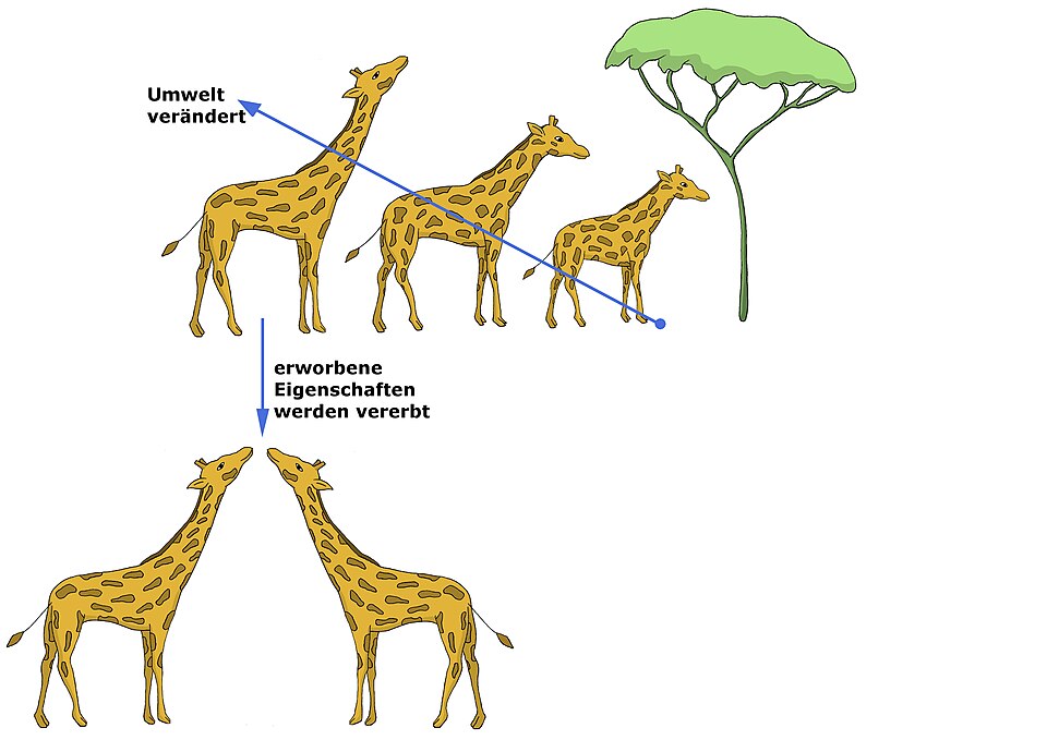 Lamarcks Evolutionstheorei