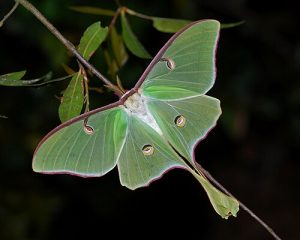 Actias luna