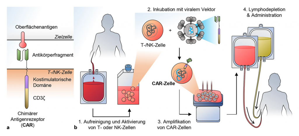 Architektur eines chimären Antigenrezeptors (CAR)