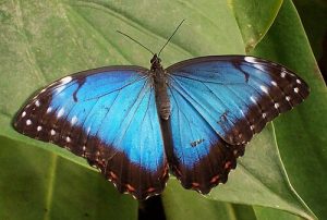 Morpho