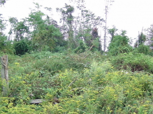 Charles Island - Wald im Inselinnern