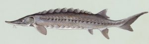 Störe
