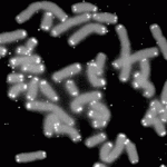 Telomere