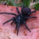  Sydney-Trichternetzspinne