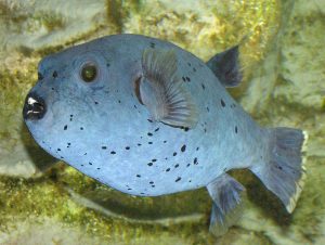 Schwarzflecken-Kugelfisch