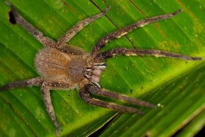 Brasilianische Wanderspinne