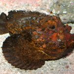 Steinfisch