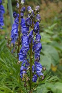 Blauer Eisenhut