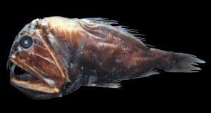 Fangzahnfisch