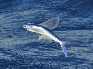 Fliegender Fisch