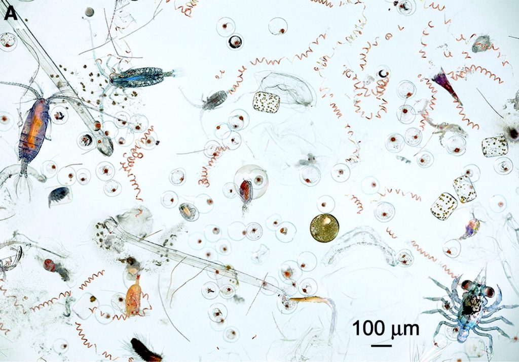 Zooplankton