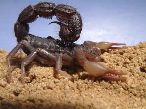  Südafrikanischer Dickschwanzskorpion