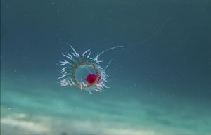 Turritopsis dohrnii 