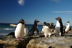 Felsenpinguine