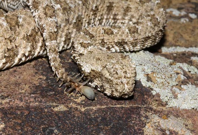 Spinnenschwanzviper